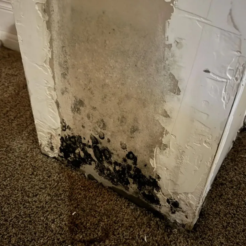 Professional Mold Removal in Spanish Fork, UT